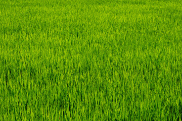 一面緑の稲田
