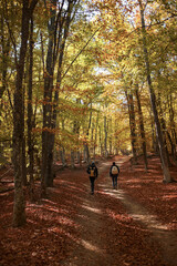 Men walk into the magical sunny forest landscape with colorful autumn season leaves.
