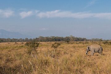 Naklejka premium Wild Elephant in Jungle
