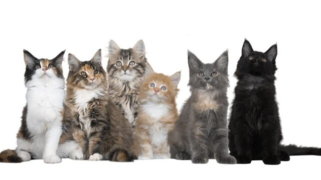 group of kittens on a white background