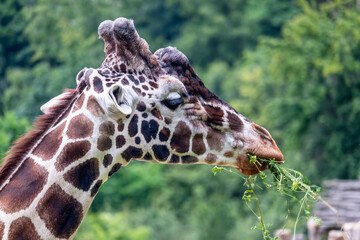Fototapeta na wymiar giraffe eating grass - giraffe head, green trees in the background