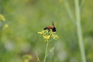 side view of honey Bee collecting organic fresh natural honey and beeswax from yellow mustard flowers