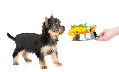 Owner feeds Yorkshire Terrier puppy with vegetables. isolated on white background