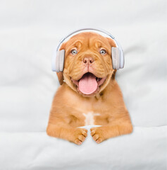 Mastiff puppy wearing  headphones listening music on a bed at home. Top down view