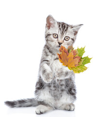 Cute kitten stands on hind legs and holds dry colorful leaves. isolated on white background