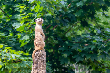 standing meerkat on guard, on top of the termite mound