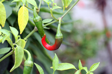 Peperoncini rossi e verdi ancora sulla pianta con formica