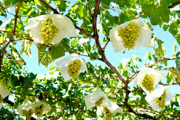 【山梨】勝沼観光農園のぶどう畑（ピッテロビアンコ）