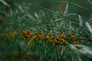 Fototapeta premium plant, berry, nature, orange, branch, tree, berries, buckthorn, sea-buckthorn, fruit, leaves, leaf, bush, food, rowan, autumn, flower, summer, garden, sea, yellow, ripe, medicine, flora, season