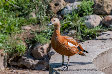 Immature Ruddy Shelduck (Tadorna ferruginea) in park, Moscow, Russia