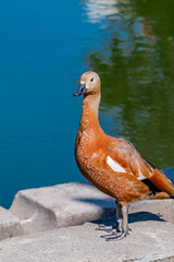 Immature Ruddy Shelduck (Tadorna ferruginea) in park, Moscow, Russia