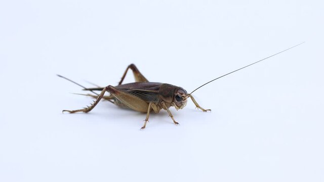 Brachytrupes portentosus, cricket bug isolated on a white background