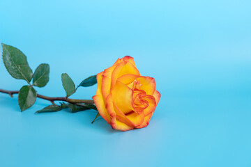 Beautiful orange rose on blue background