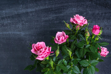Цветущий куст розы на фоне черной меловой доски