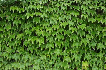 Fototapeta na wymiar Natural background bright green background of fresh dense leaves - place for an inscription and copy space
