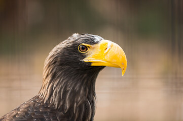 portrait of a steller's sea eagle, haliaeetus pelagicus, in captivity