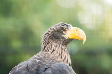 portrait of a steller's sea eagle, haliaeetus pelagicus, in captivity