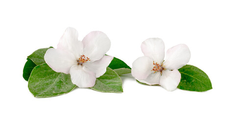 Quince flowers isolated on a white background