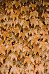 Yellow autumn background of yellow leaves - a natural backdrop with a place for an inscription and a copy space