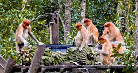 group of proboscis monkeys, long nosed monkeys enjoying their breakfast