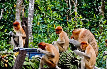 group of proboscis monkeys, long nosed monkeys enjoying their breakfast