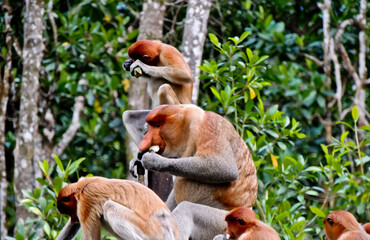 group of proboscis monkeys, long nosed monkeys enjoying their breakfast