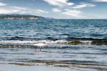 Little egret bird walking by the sea