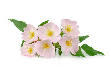 Naklejka na ściany i meble Wild rose flowers isolated on a white background, top view