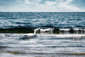 Fototapeta premium Little egret bird walking by the sea