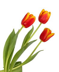 Three beautiful red and yellow tulips