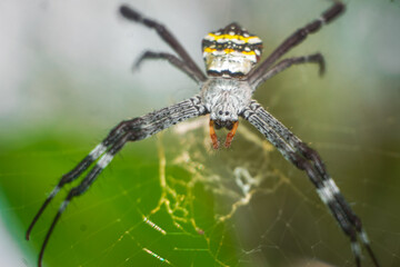 argiope keyserlingi