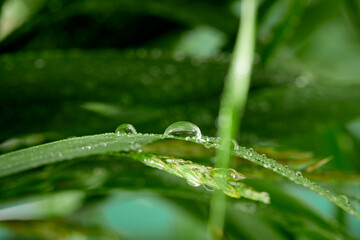 A closeup of water drops on green leaf after raindrops