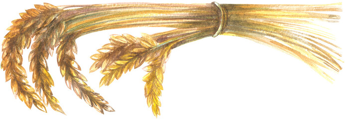 Ears of wheat © Poltavska