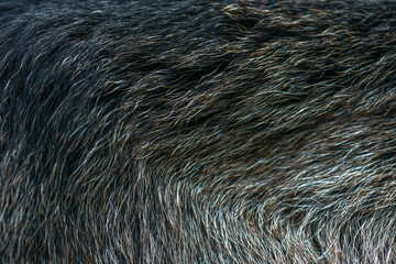 Black and brown goat fur texture, selective focus