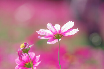 コスモス