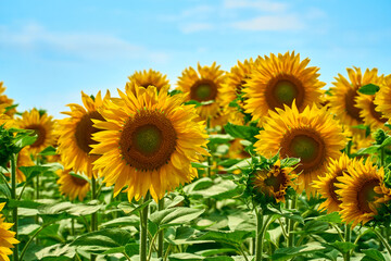 sunflowers on a field on a sunny day. Flowers under blue sky. Sunflower oil production. Landscape nature background. Place for your text. Sunflower cultivation at sunrise. Beautiful field of blooming