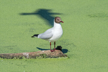 Black-headed Gull (Larus ridibundus) at colony, Moscow region, Russia