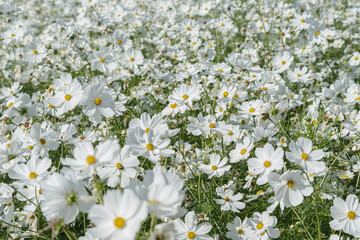 白色のコスモス畑