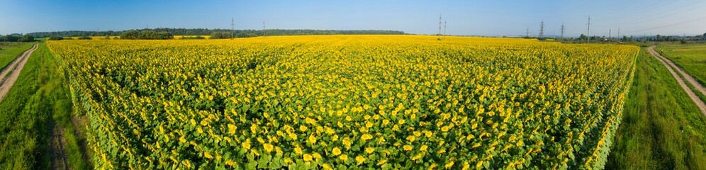Obraz premium Summer sunflower. Field