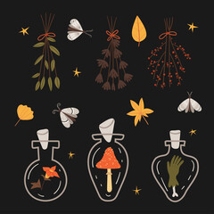 Halloween set of magic bottles with magic potion. moth, Dry autumn bouquets.Autumn mood.
