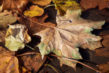 Colored maple leaf fallen into the water. Autumn and weather