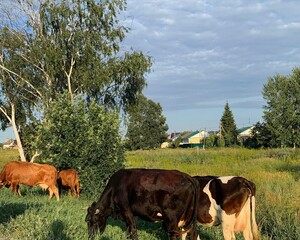 cows in the field
