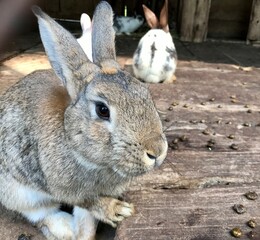 rabbit on the beach