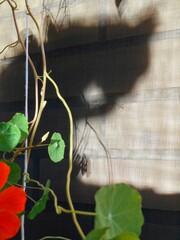 Cat shadows on a wall and flowers art abstract