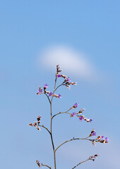 Beach carnation (Limonium angustifolium)