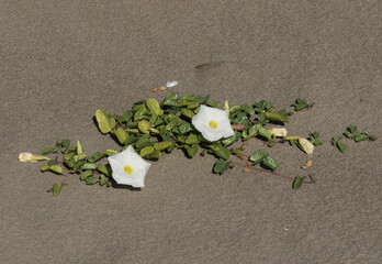 Beach morning glory (Ipomoea imperati)