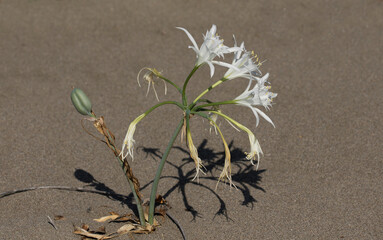 Sea daffodil (Pancratium maritimum)