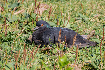 Rock Dove (Columba livia) in park, Moscow, Russia