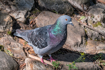 Rock Dove (Columba livia) in park, Moscow, Russia