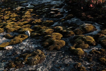close up moss on rock